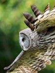 154 - GREAT GREY OWL IN FLIGHT 06 - CHEUNG KOON NAM - hong kong <div